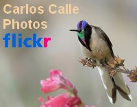 Flickr Carlos Calle